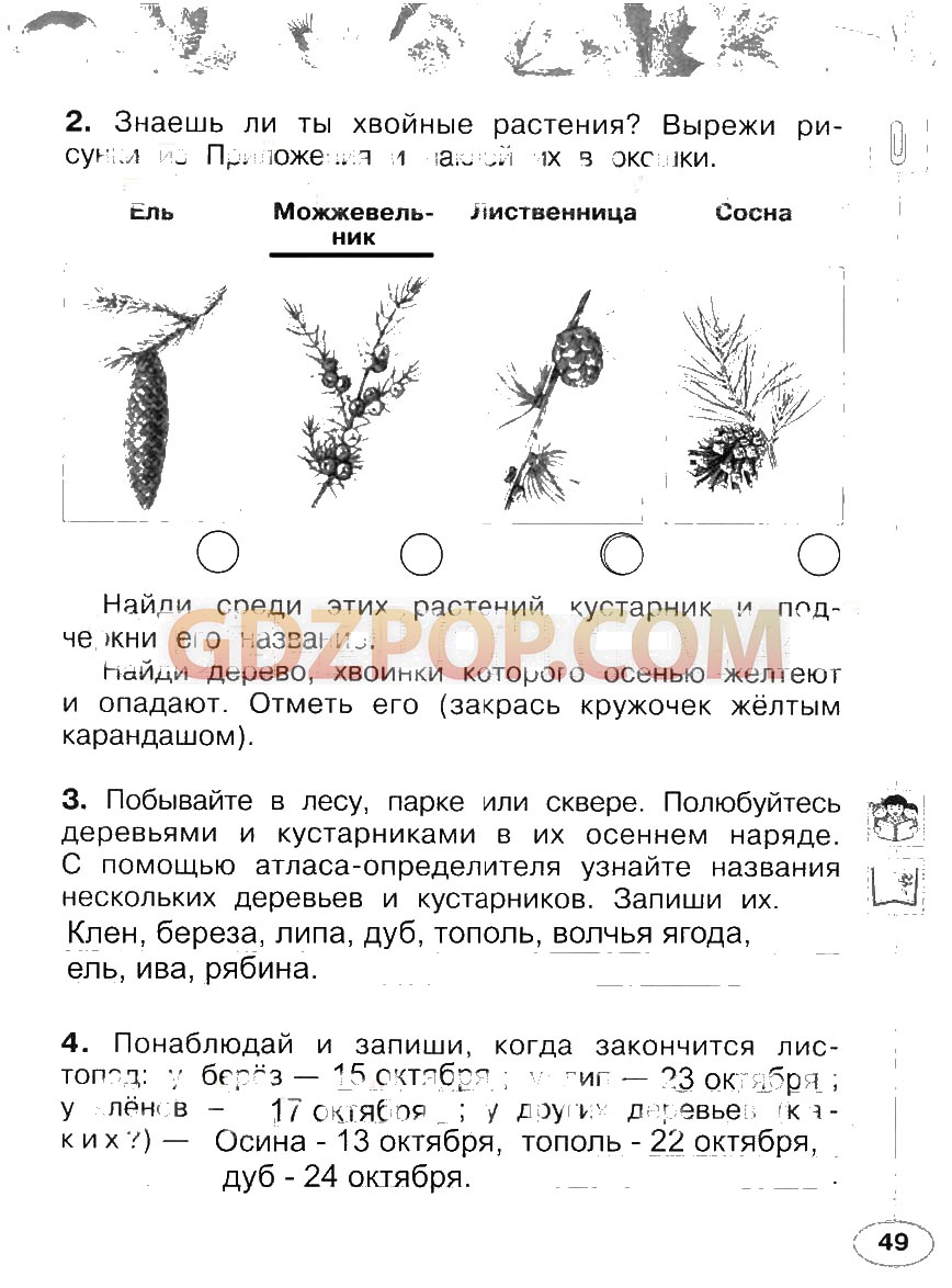 Ответы окружающий мир 2 класс учебник плешаков. Хвойные растения окружающий мир 2 класс рабочая тетрадь ответы. Окружающий мир 2 класс рабочая тетрадь хвойные растения. Среди этих растений кустарник и подчеркни его название. Поурочные разработки по окружающему миру 2 класс Плешаков Новицкая.