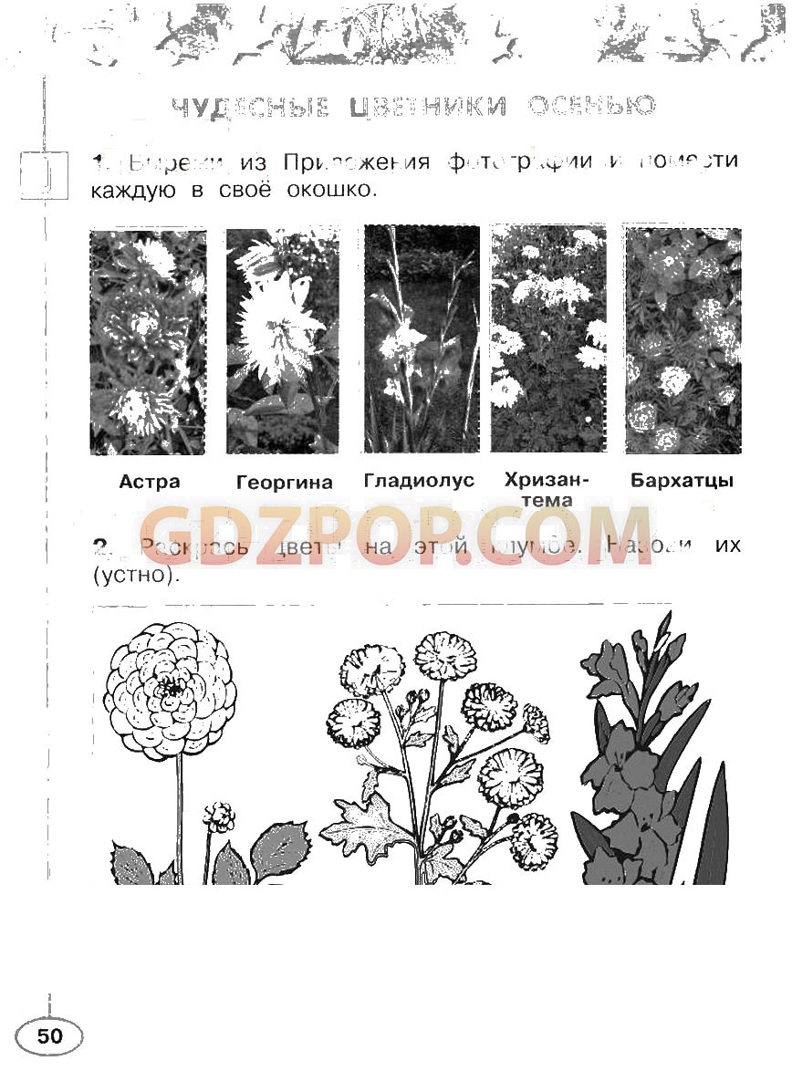 Определи несколько растений. Раскрась цветы на этой клумбе назови их. Задания по окружающему миру 2 класс чудесные цветники весной. Чудесные цветники 1 класс рабочая тетрадь. Чудесные цветники весной окружающий мир Плешакова.