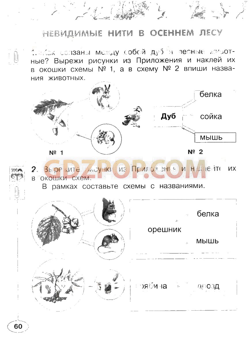 Ответы окружающий 2 класс плешаков. Вырежите рисунки из приложения и наклейте их в окошко схем. Невидимые нити в весеннем лесу дуб белка Сойка мышь описание.