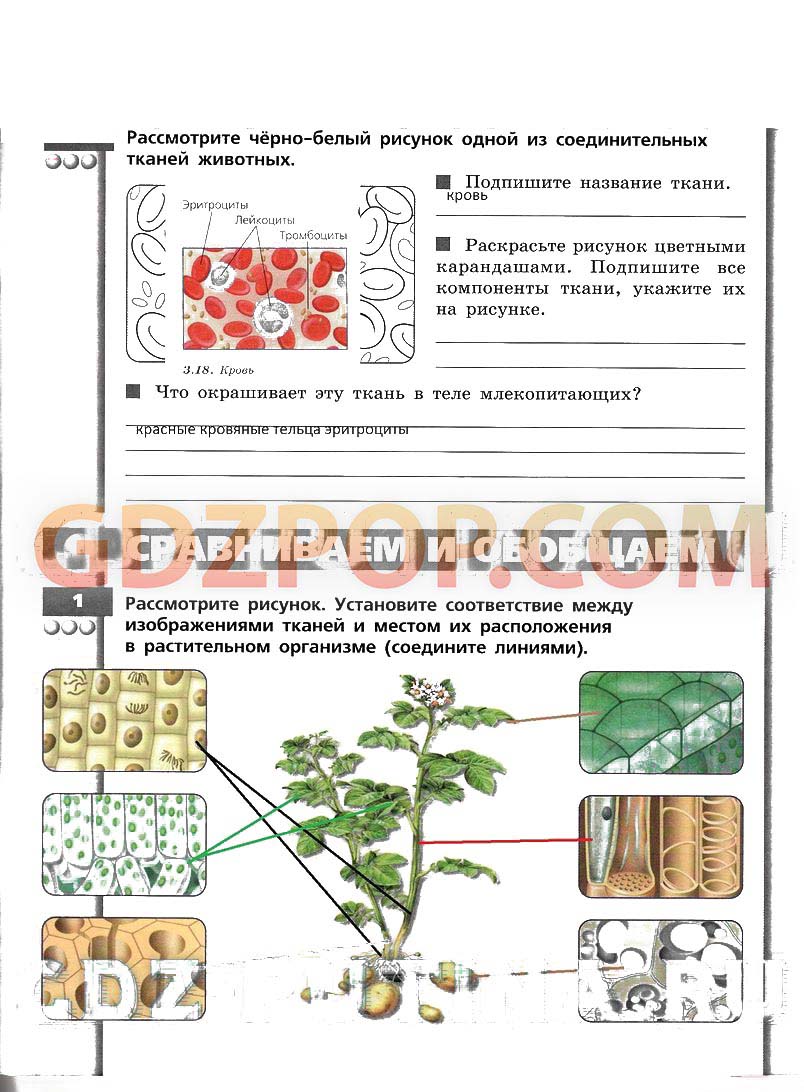 Биология 5 класс тетрадь ответы